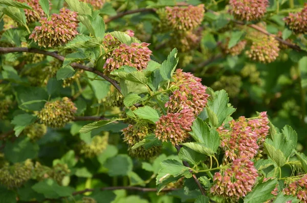 Ninebark çiçekleri, Physocarpus opulifolius, Physocarpus opulifolius Luteus - 9 ebark