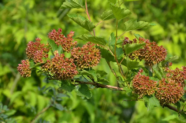 Ninebark çiçekleri, Physocarpus opulifolius, Physocarpus opulifolius Luteus - 9 ebark