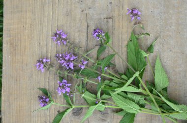 Phlomoides tuberosa, Lamiaceae familyasından uzun ömürlü bir bitki türü..