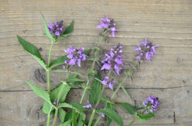 Phlomoides tuberosa, Lamiaceae familyasından uzun ömürlü bir bitki türü..