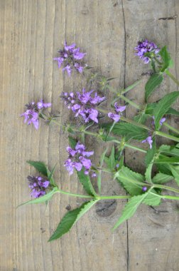 Phlomoides tuberosa, Lamiaceae familyasından uzun ömürlü bir bitki türü..