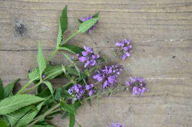 Phlomoides tuberosa, Lamiaceae familyasından uzun ömürlü bir bitki türü..