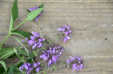 Phlomoides tuberosa, Lamiaceae familyasından uzun ömürlü bir bitki türü..