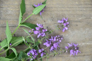 Phlomoides tuberosa, Lamiaceae familyasından uzun ömürlü bir bitki türü..