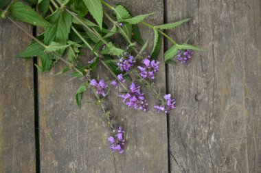 Phlomoides tuberosa, Lamiaceae familyasından uzun ömürlü bir bitki türü..