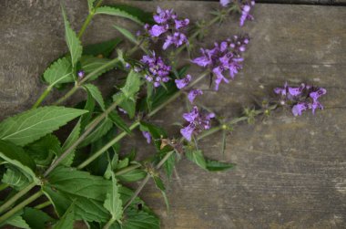 Phlomoides tuberosa, Lamiaceae familyasından uzun ömürlü bir bitki türü..