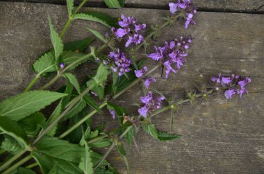 Phlomoides tuberosa, Lamiaceae familyasından uzun ömürlü bir bitki türü..