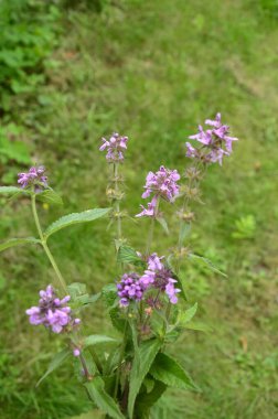 Phlomoides tuberosa, Lamiaceae familyasından uzun ömürlü bir bitki türü..