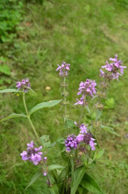 Phlomoides tuberosa, Lamiaceae familyasından uzun ömürlü bir bitki türü..