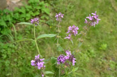 Phlomoides tuberosa, Lamiaceae familyasından uzun ömürlü bir bitki türü..