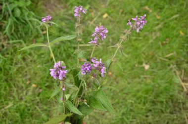 Phlomoides tuberosa, Lamiaceae familyasından uzun ömürlü bir bitki türü..