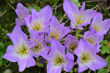 Colchicum autumnale, zehirli bitkiler ve çiçekler. Sonbaharda güzel çiğ çiçekleri (Colchicum autumnale). Colchicum Autumnale çiçekleri, yaygın olarak sonbahar gülü veya çayır safranı olarak bilinir..