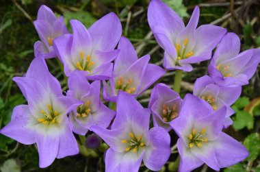 Colchicum autumnale, zehirli bitkiler ve çiçekler. Sonbaharda güzel çiğ çiçekleri (Colchicum autumnale). Colchicum Autumnale çiçekleri, yaygın olarak sonbahar gülü veya çayır safranı olarak bilinir..