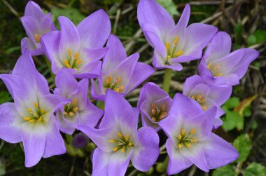 Colchicum autumnale, zehirli bitkiler ve çiçekler. Sonbaharda güzel çiğ çiçekleri (Colchicum autumnale). Colchicum Autumnale çiçekleri, yaygın olarak sonbahar gülü veya çayır safranı olarak bilinir..