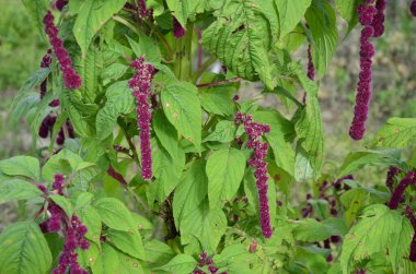 Amaranth yaprak sebze, tahıl ve süs bitkisi olarak yetiştirilir. Amaranth tohumları zengin protein ve amino asit kaynağıdır..