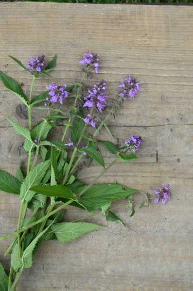 Phlomoides tuberosa, Lamiaceae familyasından uzun ömürlü bir bitki türü..