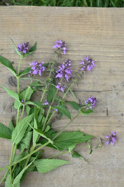 Phlomoides tuberosa, Lamiaceae familyasından uzun ömürlü bir bitki türü..