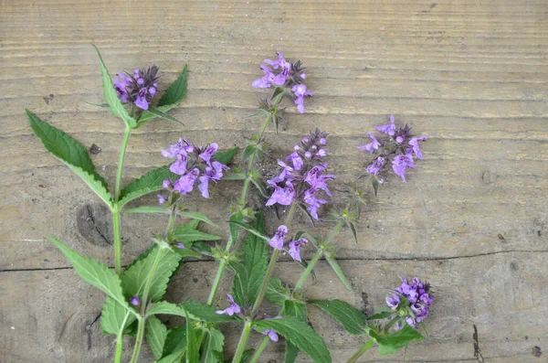 Phlomoides tuberosa, Lamiaceae familyasından uzun ömürlü bir bitki türü..