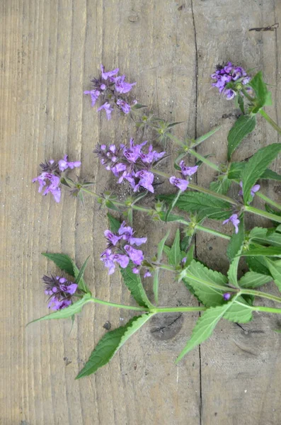 Phlomoides tuberosa, Lamiaceae familyasından uzun ömürlü bir bitki türü..