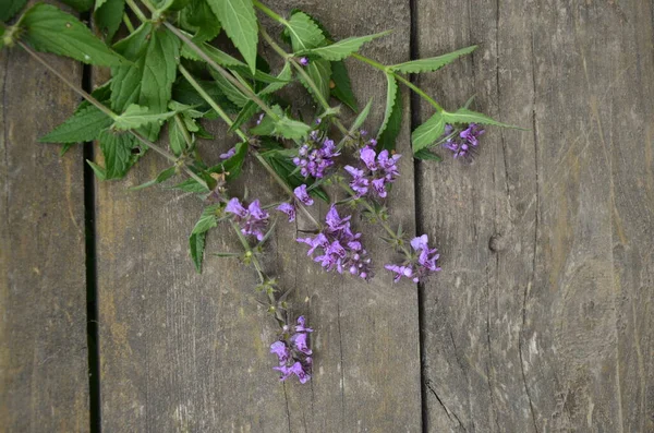 Phlomoides tuberosa, Lamiaceae familyasından uzun ömürlü bir bitki türü..