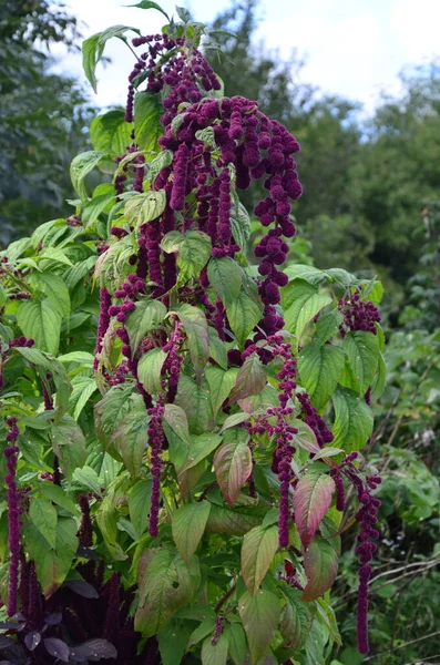 Amaranth Yaprak Sebze Tahıl Süs Bitkisi Olarak Yetiştirilir Amaranth Tohumları — Stok fotoğraf
