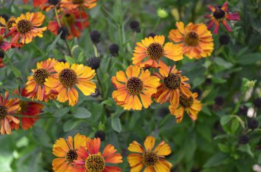 Helenyum Konigstiger. Helenyum. Helenyum sonbaharı. Bush Helenyumu. Yeşil yapraklar. Güzel parlak çiçekler. Ebediyetler. Çiçek açan bir bitki. Yaz günleri. Yatay fotoğraf