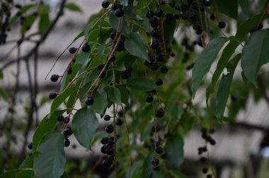 Olgun meyveli yabani kiraz dalları (Prunus serotina). Prunus Serotina ya da bilinen adıyla Prunus Serotina, Rosaceae familyasından bir yaprak döken ağaçtır..