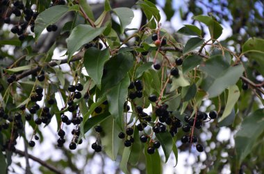 Olgun meyveli yabani kiraz dalları (Prunus serotina). Prunus Serotina ya da bilinen adıyla Prunus Serotina, Rosaceae familyasından bir yaprak döken ağaçtır..