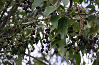 Olgun meyveli yabani kiraz dalları (Prunus serotina). Prunus Serotina ya da bilinen adıyla Prunus Serotina, Rosaceae familyasından bir yaprak döken ağaçtır..