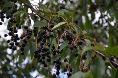 Olgun meyveli yabani kiraz dalları (Prunus serotina). Prunus Serotina ya da bilinen adıyla Prunus Serotina, Rosaceae familyasından bir yaprak döken ağaçtır..