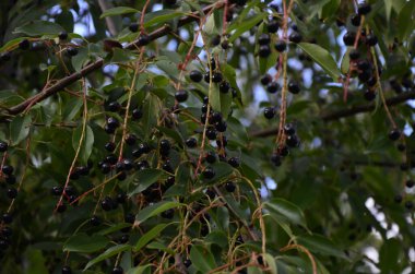 Olgun meyveli yabani kiraz dalları (Prunus serotina). Prunus Serotina ya da bilinen adıyla Prunus Serotina, Rosaceae familyasından bir yaprak döken ağaçtır..