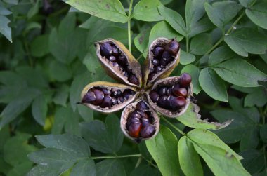 Paeonia yıldızlara oy hakkı verir. Yeşil yaprakların üzerinde şakayık çiçeği ağacı tohumu. Paeonia, Çin kültüründe yarı çalı sembolü. Çin 'in ulusal çiçek tohumları.