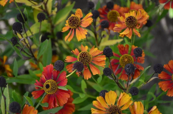 Helenium Konigstiger Helenio Helenio Otoñal Helenio Bush Hojas Verdes Hermosas — Foto de Stock