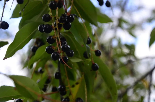 Ramas Con Frutos Maduros Cereza Negra Silvestre Prunus Serotina Prunus — Foto de Stock