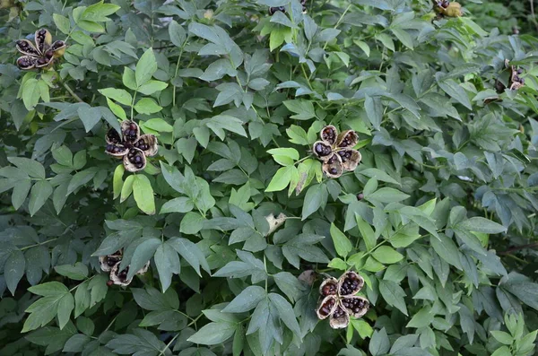 Paeonia Suffruticosa Sementes Estrelas Peônia Sementes Árvore Flores Fundo Folhas — Fotografia de Stock