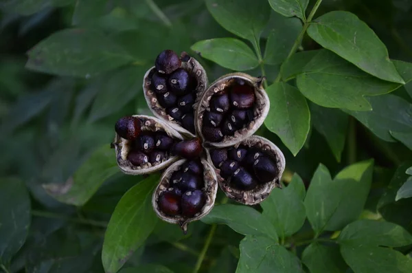 Peonia Suffruticosa Seeds Stars Семена Цветка Пиона Зеленом Фоне Листьев — стоковое фото