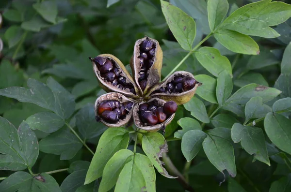 Peonia Suffruticosa Seeds Stars Семена Цветка Пиона Зеленом Фоне Листьев — стоковое фото