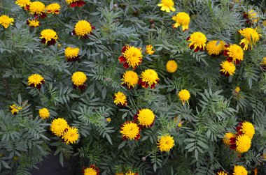 Bahçedeki güzel Marigold çiçeğini (Tagetes erecta, Meksika, Aztek veya Afrika kadife çiçeği) kapatın. kadife çiçeği sarısı, turuncu, mor renkli ve hafif dalgalı yapraklı. Küresel gonca.