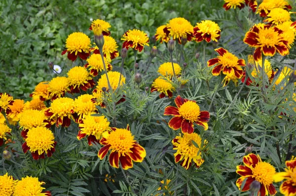 Close Beautiful Marigold Flower Tagetes Erecta Mexican Aztec African Marigold — Stock Photo, Image