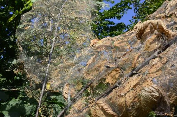 Raupenlarven Braune Schwanzraupen Auf Baum Insektenschädling Raupe Auf Baum Raupe — Stockfoto