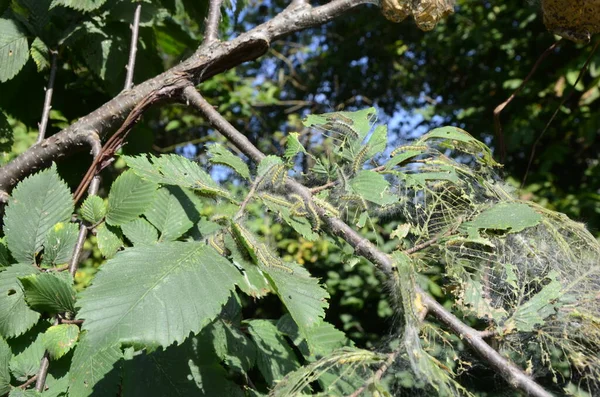 Larvas Lagarta Lagartas Cauda Marrom Árvore Lagarta Insetos Uma Árvore — Fotografia de Stock