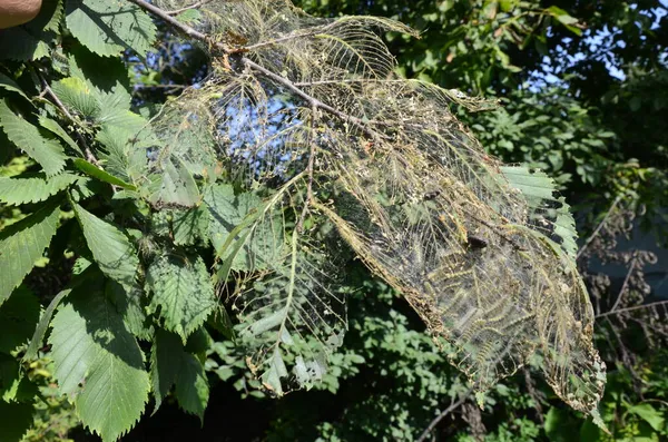 Larvas Oruga Orugas Cola Marrón Arbol Plaga Insectos Oruga Árbol —  Fotos de Stock