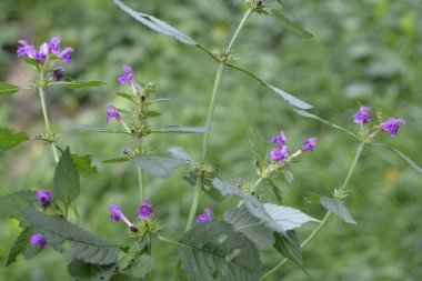 Yaygın kenevir otu ısırığı, Galeopsis tetrahit. Bifid kenevir-ısırgan otu (Galeopsis bifida). Lamiaceae ailesinde pembe çiçekli bitki, en alt lobda çentik var.