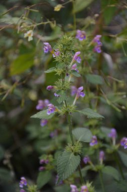Yaygın kenevir otu ısırığı, Galeopsis tetrahit. Bifid kenevir-ısırgan otu (Galeopsis bifida). Lamiaceae ailesinde pembe çiçekli bitki, en alt lobda çentik var.