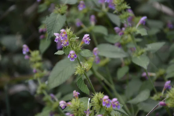 Közönséges Kendercsalán Galeopsis Tetrahit Bifid Kendercsalán Galeopsis Bifida Lamiaceae Családba — Stock Fotó