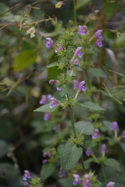 Common Hemp Nettle Galeopsis Tetrahit Bifid Hemp Nettle Galeopsis Bifida — Stock Photo, Image