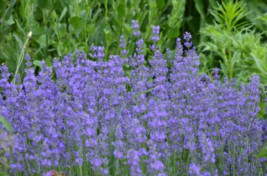 Lavanta çiçeği tarlası, çiçek açan mor kokulu lavanta çiçekleri. Büyüyen lavanta, gün batımı gökyüzünde sallanıyor, hasat, parfüm bileşeni, aromateryal terapisi. Lavanta tarlası, parfüm malzemesi.