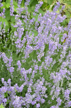 Lavanta çiçeği tarlası, çiçek açan mor kokulu lavanta çiçekleri. Büyüyen lavanta, gün batımı gökyüzünde sallanıyor, hasat, parfüm bileşeni, aromateryal terapisi. Lavanta tarlası, parfüm malzemesi.