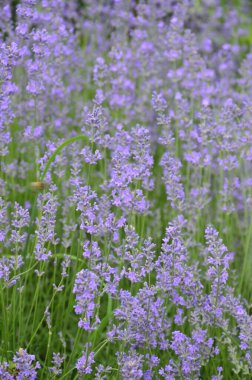 Lavanta çiçeği tarlası, çiçek açan mor kokulu lavanta çiçekleri. Büyüyen lavanta, gün batımı gökyüzünde sallanıyor, hasat, parfüm bileşeni, aromateryal terapisi. Lavanta tarlası, parfüm malzemesi.