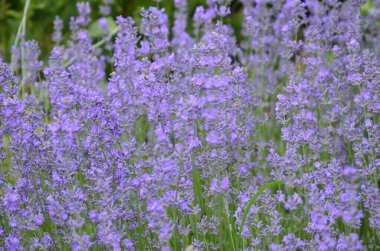 Lavanta çiçeği tarlası, çiçek açan mor kokulu lavanta çiçekleri. Büyüyen lavanta, gün batımı gökyüzünde sallanıyor, hasat, parfüm bileşeni, aromateryal terapisi. Lavanta tarlası, parfüm malzemesi.